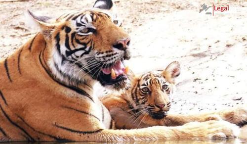 Bombay HC Addresses Tourists Disrupting Tigress and Cubs at Wildlife Sanctuary