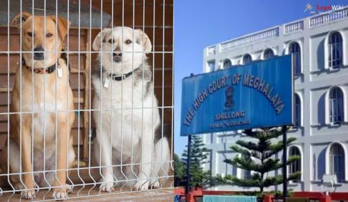Meghalaya High Court Directs Shillong Municipal Board to Build Stray Dog Shelter Within 30 Days