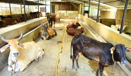 J&K Court Orders Drunk Man to Clean Cow Shelter as Punishment for Public Nuisance