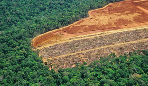 Supreme Court Stays Tree Cutting in Kancha Gachibowli Forest, Seeks Urgent Report