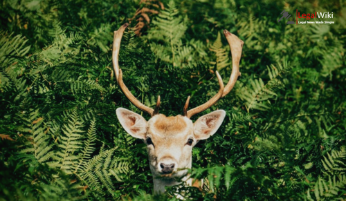 Supreme Court Stays Relocation of Deer from Hauz Khas Park Over Wildlife Law Concerns