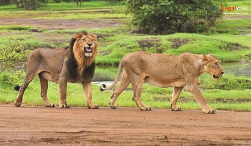Supreme Court: No Out-of-Turn Listing for Wealthy Litigants in Gir Resort Case