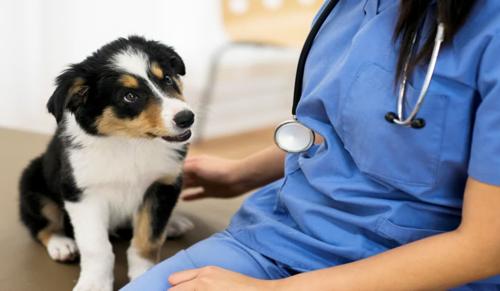 MP High Court: Disparity in Retirement Age for Veterinary Doctors is Arbitrary