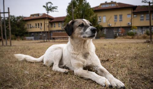 Delhi High Court Directs Government to Create Policy for Shifting and Rehabilitating Stray Dogs