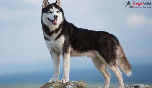 Mumbai Man Sentenced to Four Months for Pet Dog Biting Neighbor in Lift