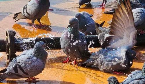 NGT Issues Notice to Delhi Government Over Health Hazards from Pigeon Droppings in Delhi NCR