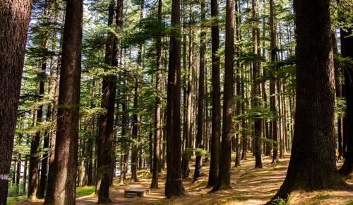 Rajasthan High Court Orders State to Plant Ten Times Trees Affected by Road Projects