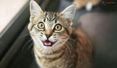 Karnataka High Court Refuses to Quash Cruelty FIR Against Husband, Pet Cat Attack Claim Unsubstantiated