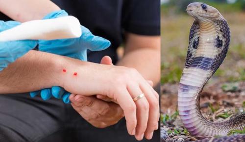 Kerala Considers Snakebite a Notifiable Disease Under Public Health Act