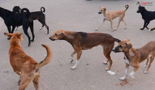 Law Student Files Petition in Kerala High Court After Being Bitten by Stray Dogs