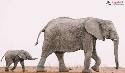 Calcutta High Court Orders Return of Illegally Transported Elephants