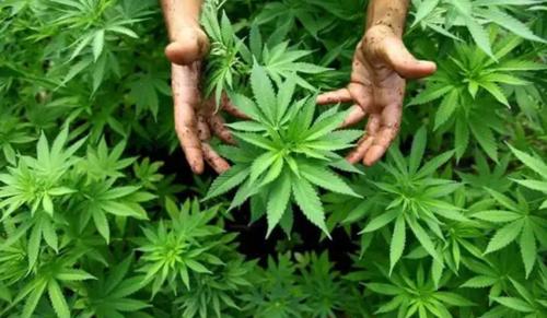 ‘Ganja’ Under NDPS Covers Only Flowering Tops, Not Leaves or Seeds : AP High Court