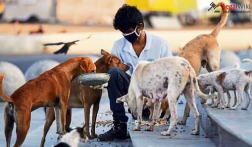 Is it Legal to Feed Stray Dogs in Public Places?