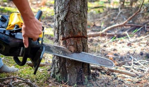 10,000 Trees at Risk: MP High Court Stays Government Office Project Over Tree Felling Fears