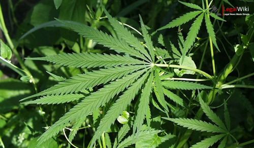 Chhattisgarh High Court Dismisses PIL Seeking Permission to Cultivate Industrial Hemp