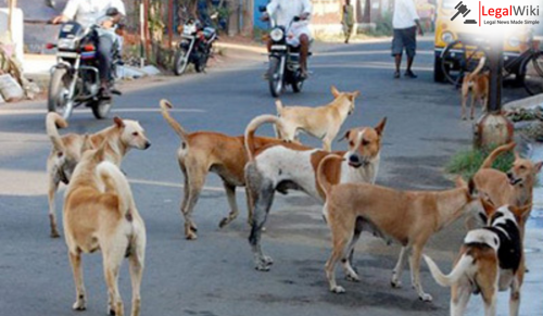 Supreme Court Takes Suo Motu Cognisance of Stray Dog Attacks in Delhi