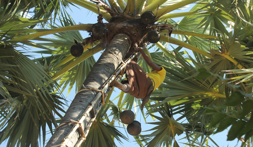 Supreme Court Quashes Kerala’s 2007 Limit on Alcohol in Coconut Toddy, Drops All Related Cases