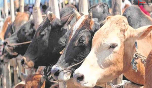 Punjab and Haryana High Court Denies Anticipatory Bail in Cow Slaughter Case