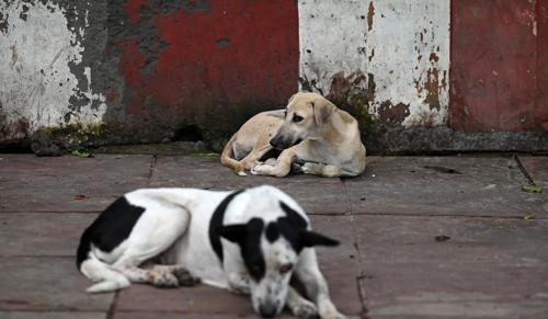 Kerala High Court Refers Stray Dog Attack Policy Matters to Supreme Court, Retains Victim Compensation Appeals