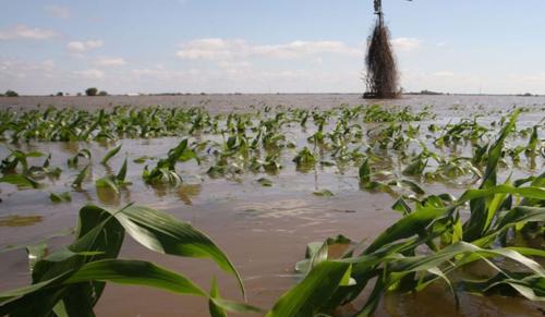 Delhi High Court Extends Parole of Murder Convict to Save Flood-Hit Farmland
