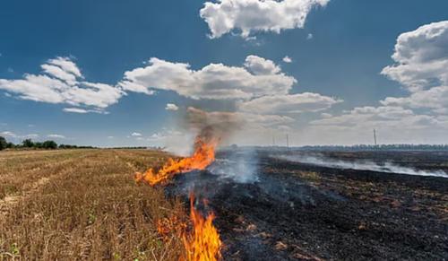 Supreme Court Recommends Strict Consequences for Violating Stubble Burning Rules