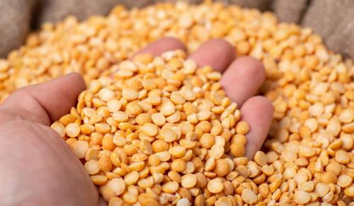 Supreme Court Seeks Centre’s Response on PIL Challenging Duty-Free Import of Yellow Peas