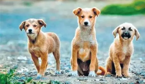 Meghalaya High Court Recalls Order Asking Supreme Court Nod To Continue Stray Dogs PIL
