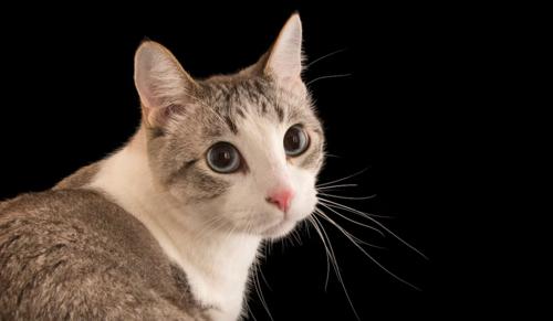 Kerala High Court Directs Pet Cat Stuck in Seized House to be Returned to Loan Defaulter