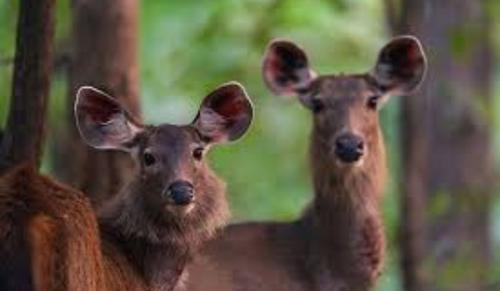 Madhya Pradesh High Court Grants Bail to Man Accused of Consuming Sambar Deer Meat