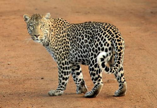 Kerala High Court Grants Bail to 70-Year-Old Accused of Leopard Killing in Reserve Forest