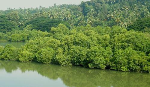 Kerala High Court Orders Restoration of Mangroves in Kunhimangalam Village