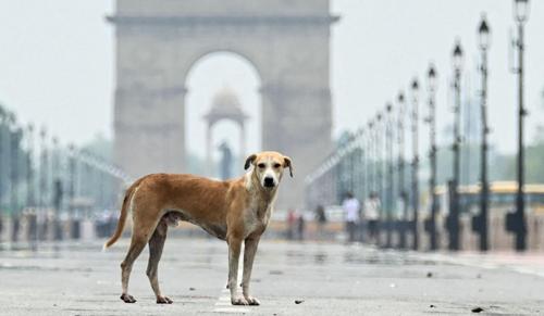 No Coercive Action Against Protesters Opposing Supreme Court Stray Dog Order: Delhi High Court
