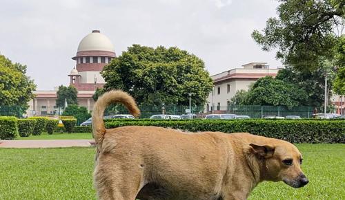 Victims of Dog Bites Allowed to Intervene Without Deposit: Supreme Court