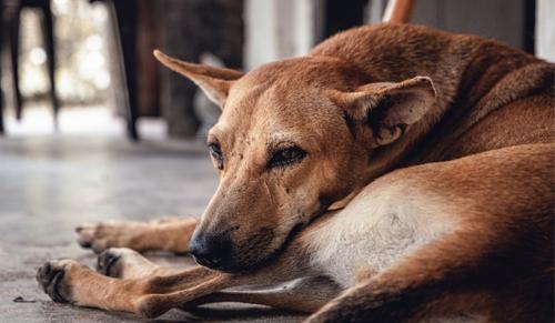 Supreme Court Orders States to Remove Stray Dogs from Public Areas and Highways