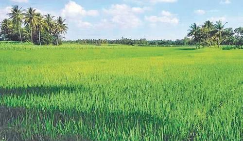 Kerala High Court Slams Officials For Mechanical Paddy-Land Conversion Orders