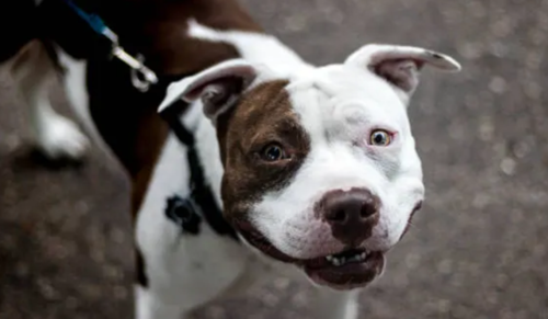 Delhi High Court Issues Notice to Centre, Delhi Govt on Petition to Prohibit Ferocious Dog Breeds