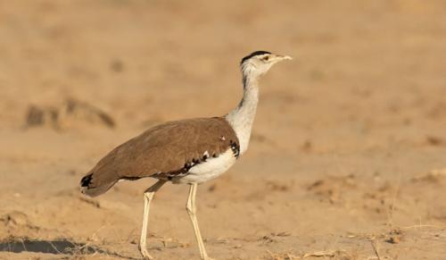 Underground Power Lines, Ban on New Wind Turbines to Protect Great Indian Bustard: Supreme Court