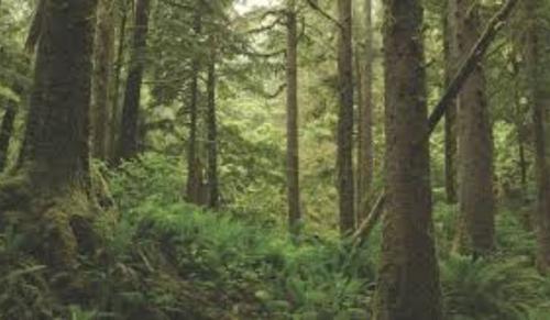 Punjab & Haryana High Court Orders Complete Ban on Tree Cutting in Punjab