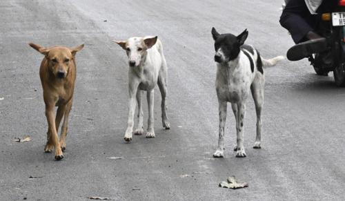 Stray Dog Attack Inside Gujarat High Court Premises Prompts GHCAA To Seek Urgent Action