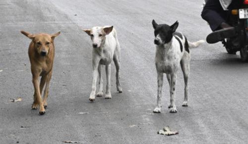 Supreme Court: Dogs May Turn Aggressive When They Sense Human Fear