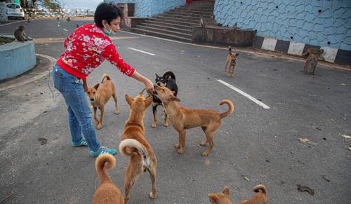Supreme Court asks Women Dog Feeders Alleging Harassment to Lodge FIRs & Approach High Courts