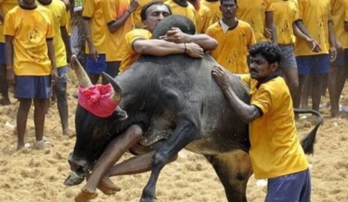 Madras High Court Holds Jallikattu at Avaniyapuram Must Be Conducted Only by the State