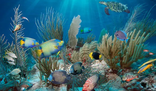 Global Ocean Biodiversity Treaty Comes into Force, Strengthening Protection of High Seas