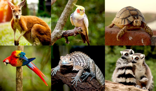 Is it legal to keep an 'Exotic Pet' in India?
